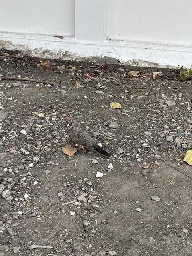นกเขาใหญ่ · Spotted Dove · Spilopelia chinensis