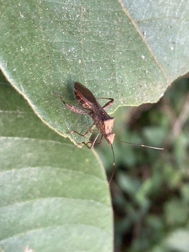 มวนถั่วฝักยาว · Riptortus pedestris