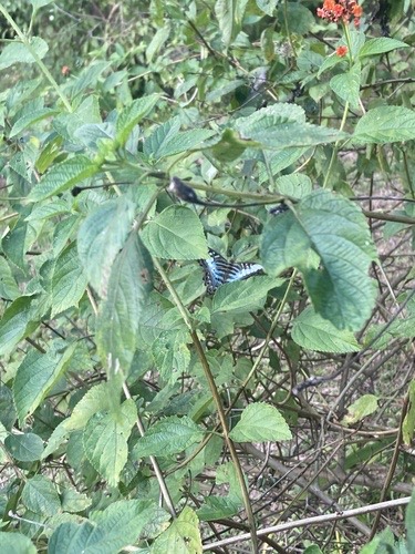 ผีเสื้อช่างร่อน · Clipper · Parthenos sylvia