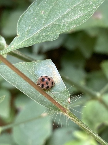 Diekeana admirabilis