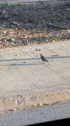 นกเอี้ยงสาริกา · Common Myna · Acridotheres tristis