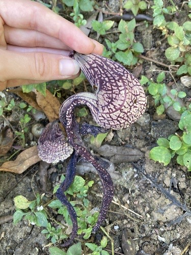 ไก่ฟ้าพญาลอ · Aristolochia ringens