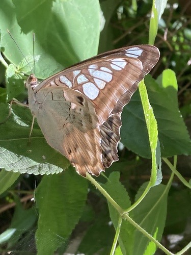 ผีเสื้อช่างร่อน · Clipper · Parthenos sylvia