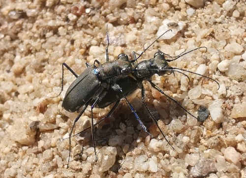 Calomera funerea
