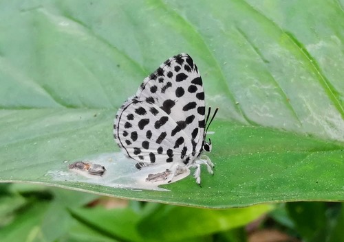ผึเสื้อปีกใสจุดดำ · Forest Pierrot · Taraka hamada