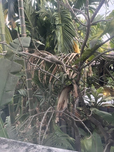 กระรอกหลากสี · Variable Squirrel · Callosciurus finlaysonii