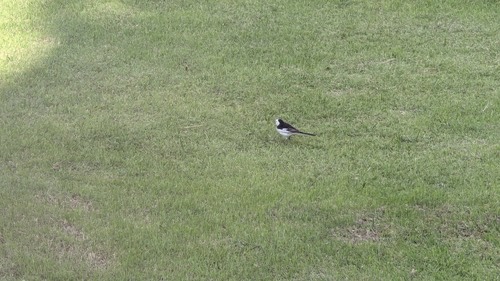 นกอุ้มบาตร · White Wagtail · Motacilla alba
