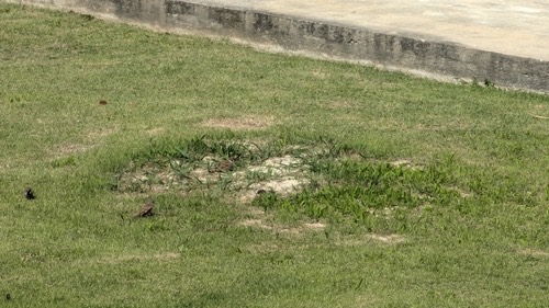 นกกระจอกบ้าน · Eurasian Tree Sparrow · Passer montanus