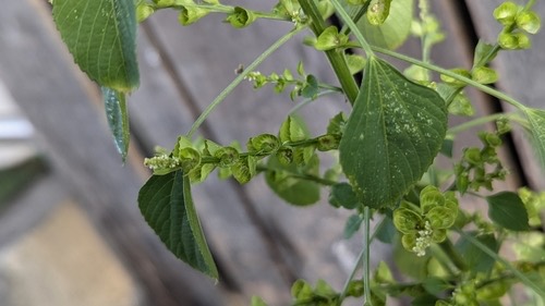 ตำแยแมว · Indian Acalypha · Acalypha indica