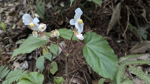 ก้ามกุ้งขน · Red-Hair Begonia · Begonia cathcartii