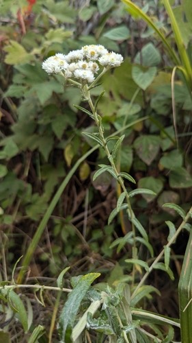 ข้าวตอก · pearly everlasting · Anaphalis margaritacea