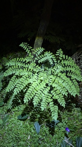 เฟิร์นก้านดำใบใหญ่ · Diamond maidenhair fern · Adiantum trapeziforme