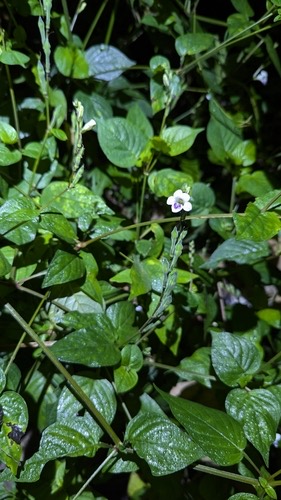 หญ้าใบพริก · African Coromandel · Asystasia intrusa