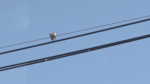 นกแอ่นพง · Ashy Woodswallow · Artamus fuscus