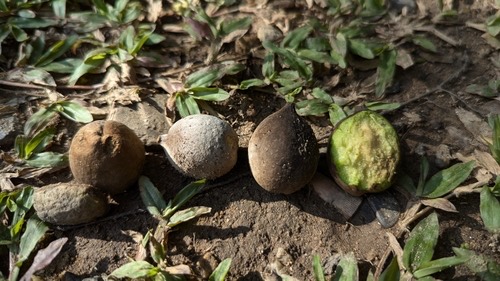 สมอพิเภก · Bibhitaki · Terminalia bellirica