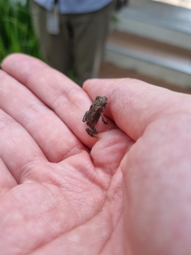 คางคกบ้าน · Asian Common Toad · Duttaphrynus melanostictus