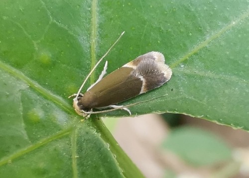 Phaeoses leucodeta