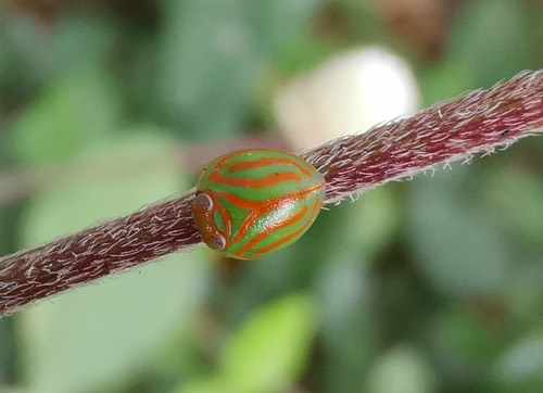 เพลี้ยกระโดดลายแตงโม · Hemisphaerius interclusus