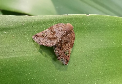 Black planthopper · Ricania speculum