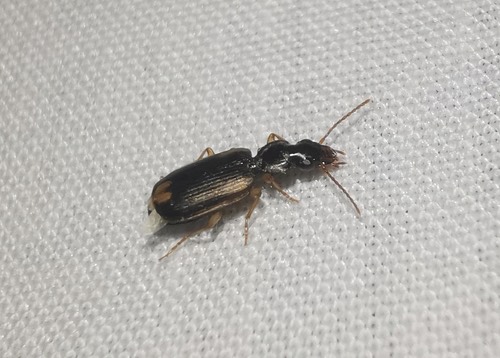 Anomotarus stigmula