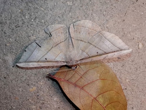 Entomogramma fautrix