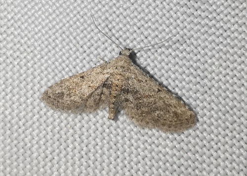 Araeopteron ecphaea