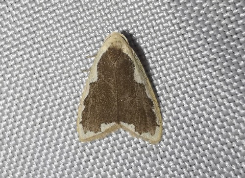 Diduga flavicostata