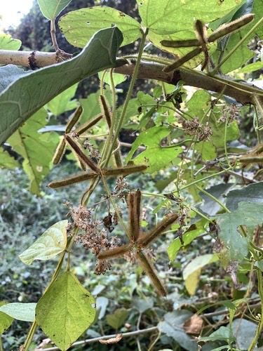 Calopo · Calopogonium mucunoides