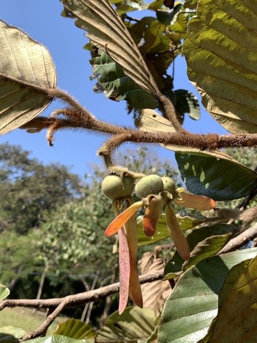 ยางเหียง · Dipterocarpus obtusifolius