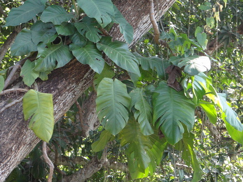 พลูด่าง · Golden Pothos · Epipremnum aureum