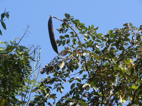 เพกา · Indian trumpet tree · Oroxylum indicum