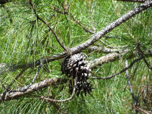 สนสามใบ · Khasi pine · Pinus kesiya