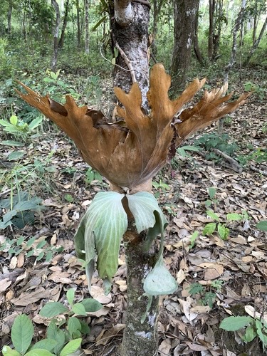 ชายผ้าสีดาปีกผีเสื้อ · Platycerium wallichii