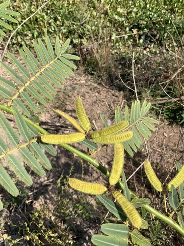 ไมยราบยักษ์ · Giant Sensitive Plant · Mimosa pigra