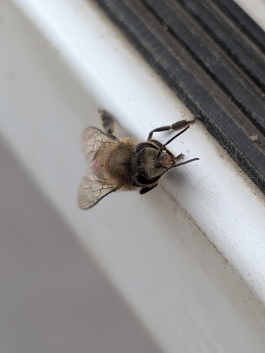ผึ้งโพรง · Asian Honey Bee · Apis cerana