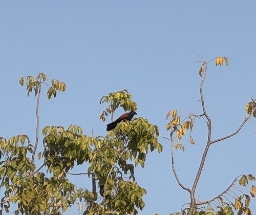 นกกระปูดใหญ่ · Greater Coucal · Centropus sinensis