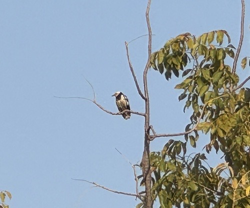 นกกิ้งโครงคอดำ · Black-collared Starling · Gracupica nigricollis