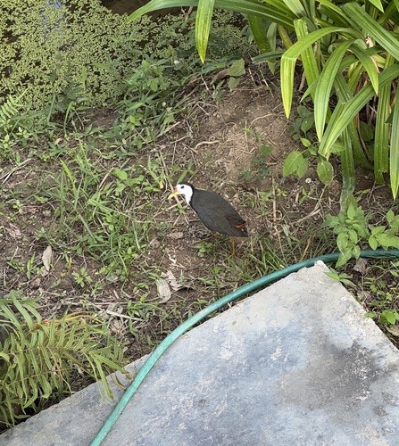 นกกวัก · White-breasted Waterhen · Amaurornis phoenicurus
