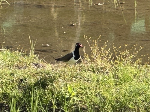 นกกระแตแต้แว้ด · Red-wattled Lapwing · Vanellus indicus