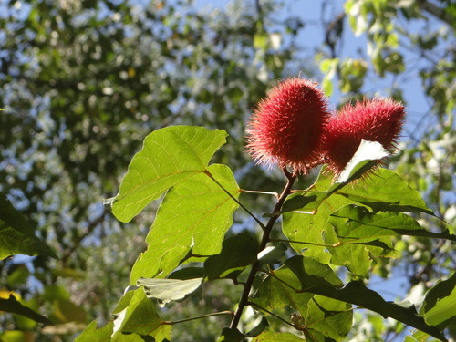 คำแสด · Lipsticktree · Bixa orellana