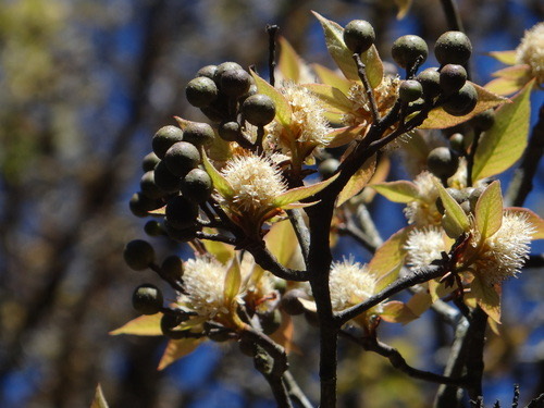 Sorbus corymbifera