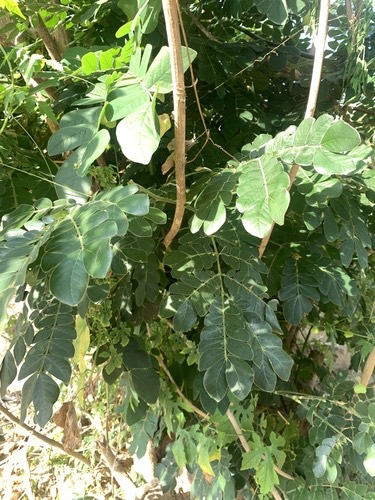 ก้ามปู · Monkey pod tree · Samanea saman