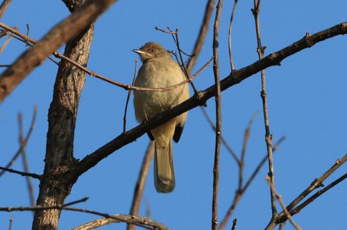 นกปรอดสวน · Streak-eared Bulbul · Pycnonotus conradi