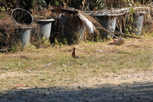 นกกะรางหัวขวาน · Common Hoopoe · Upupa epops