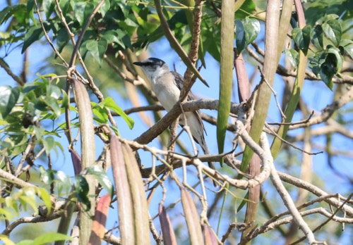นกพญาไฟตะโพกสีน้ำตาล · Brown-rumped Minivet · Pericrocotus cantonensis