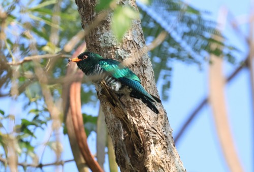 นกคัคคูมรกต · Asian Emerald Cuckoo · Chrysococcyx maculatus