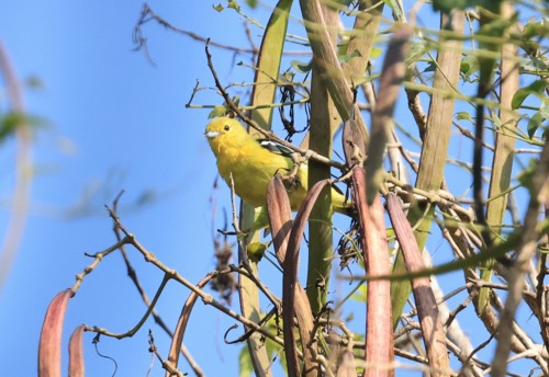 นกขมิ้นน้อยธรรมดา · Common Iora · Aegithina tiphia