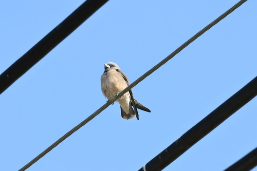 นกแอ่นพง · Ashy Woodswallow · Artamus fuscus