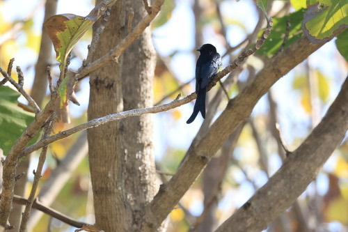 นกแซงแซวหางปลา · Black Drongo · Dicrurus macrocercus