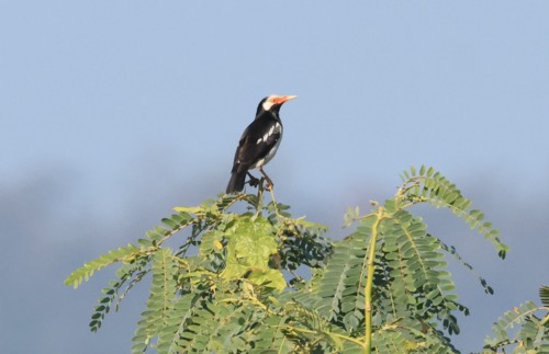 นกเอี้ยงด่าง · Siamese Pied Starling · Gracupica floweri
